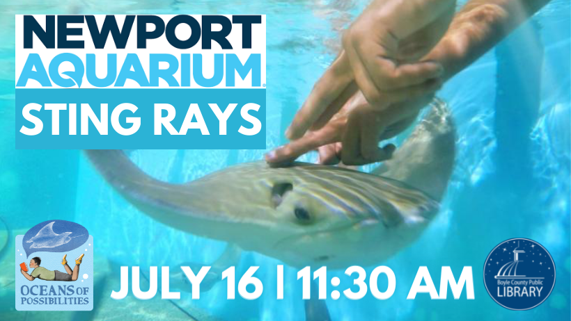 Newport Aquarium Sting Rays