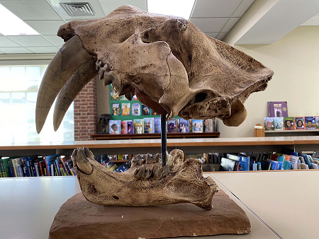 Sabre Tooth fossil