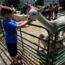 Boy feeding alpaca