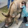 Small girl hugging donkey